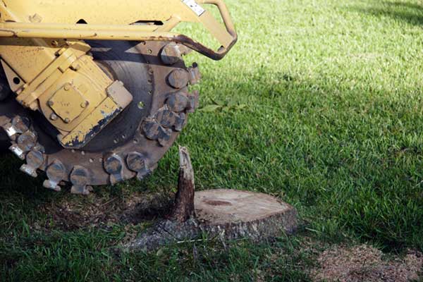 Stump Grinding and Removal